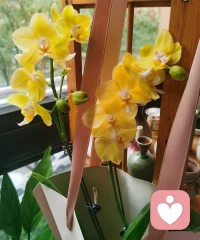 雨天，賞花，擼貓，喝茶。周末愉快，等你來聊哦。?配圖