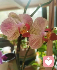 雨天，賞花，擼貓，喝茶。周末愉快，等你來聊哦。?配圖