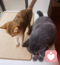 雨天，賞花，擼貓，喝茶。周末愉快，等你來聊哦。?配圖