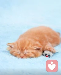 ?沒有事事如意的生活，只有不斷想開的自己。對(duì)事不強(qiáng)求，對(duì)自己不苛刻。把心安頓好，把身體照顧好。在屬于自己的小煙火里，望可望之事，待可待之人。早安。?配圖