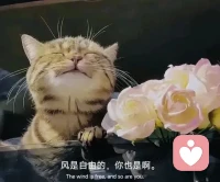 風(fēng)是自由的，你也是啊～充好電了，等你來聊。?配圖