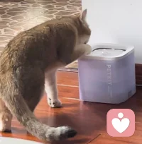 小貓咪也太可愛了吧，這是先洗爪爪再喝水嘛哈哈～配圖