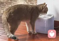 小貓咪也太可愛了吧，這是先洗爪爪再喝水嘛哈哈～配圖