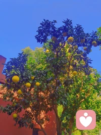 秋天真的是個太美好的季節了。配圖