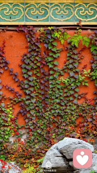 ?才感晚秋，忽而立冬。愿這個(gè)冬天你有新的收獲和成長(zhǎng)。早安。?配圖