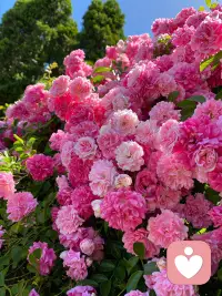 ?每個人生命中都會有很多過客。其實面對這種短暫的陪伴，你若不貪心，便是禮物，你若還期待，便是懲罰。所以不要過多去關注關系，要多關注自己的感受。周末愉快。?配圖