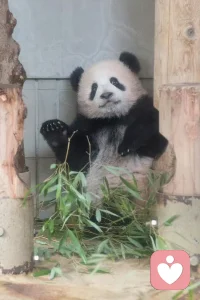 ?總有一天你會明白：治愈你的從來都不是時間。
而是你心里的那份釋懷和格局。只要你的內心不慌亂，世界都難影響你。配圖