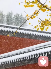 今日小雪节气。瑞雪兆丰年，祝你好运连连。❤配图
