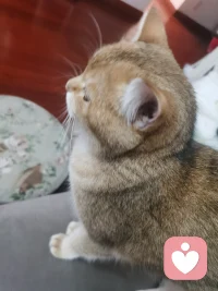 主打就是一個陪伴，我不睡它不睡，真可愛。月亮不睡你不睡嘛～配圖