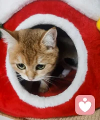 小貓咪就是千篇一律生活中的小驚喜。早安??配圖