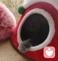 小猫也想冬眠了嘛配图