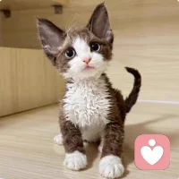 ❤在爱尔兰结婚是不准离婚的，只可以选择年限1到100年，过期不续期就相当于自动离婚了。但时间越短费用越高，选择结婚一年的登记费折合人民币2万多，而100年的只要6元钱。
选择结婚一年的，有一本很厚的关于婚姻的书要看，而选择一百年的只有一张纸，上面写着一句：祝你们白头偕老。
❤大概原因是因为赚钱很容易，能找到一个能相爱到百年的人太难吧。配图