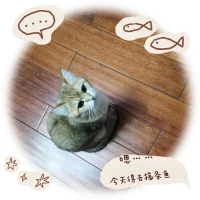 小貓已就位，主打一個陪我接單，歡迎來聊哦。?配圖