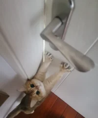 抓到一只想进房间的小猫咪，喵～配图