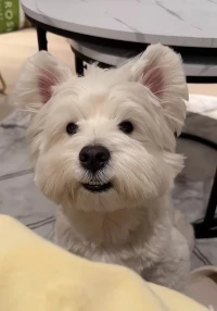 早?配圖