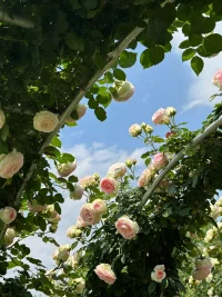 無心生大用，有物不通神。
你越輕松，越不在乎結(jié)果，結(jié)果反而越好。

                                                             ——曾仕強(qiáng) ?配圖