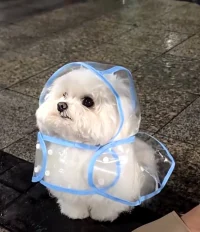 小動物實在是太治愈人心啦?配圖