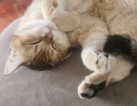 小動物實在是太治愈人心啦?配圖