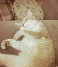 下雨天，小猫咪的好眠日。❤配图