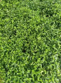 跟小姐妹逛了一下午花卉市場，飽了眼福，買了花，吸收了花花草草的能量，滿載而歸，開心呀。?配圖