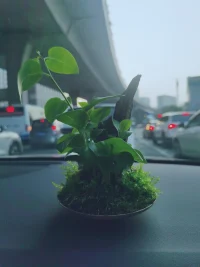 跟小姐妹逛了一下午花卉市場，飽了眼福，買了花，吸收了花花草草的能量，滿載而歸，開心呀。?配圖