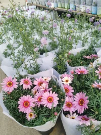 跟小姐妹逛了一下午花卉市場，飽了眼福，買了花，吸收了花花草草的能量，滿載而歸，開心呀。?配圖
