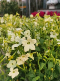 跟小姐妹逛了一下午花卉市場，飽了眼福，買了花，吸收了花花草草的能量，滿載而歸，開心呀。?配圖