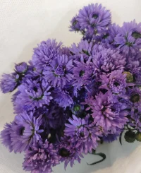 跟小姐妹逛了一下午花卉市場，飽了眼福，買了花，吸收了花花草草的能量，滿載而歸，開心呀。?配圖