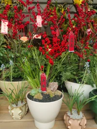 跟小姐妹逛了一下午花卉市場，飽了眼福，買了花，吸收了花花草草的能量，滿載而歸，開心呀。?配圖