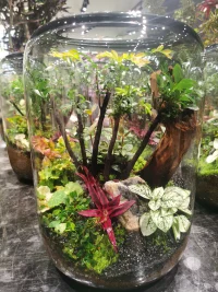 跟小姐妹逛了一下午花卉市場，飽了眼福，買了花，吸收了花花草草的能量，滿載而歸，開心呀。?配圖