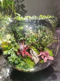 跟小姐妹逛了一下午花卉市場，飽了眼福，買了花，吸收了花花草草的能量，滿載而歸，開心呀。?配圖