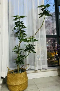 扛回來的樹和剩下的小花隨意插起來好好看。?配圖