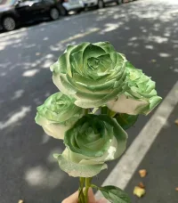 你不一定非要長成玫瑰，
   你樂意的話，做茉莉，
   做雛菊，做向日葵，
   做無名小花，做千千萬萬。?配圖