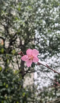 桃花开了，玉兰也开了你也该想开了。❤配图