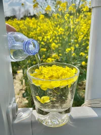油菜花的花語是你想要的以后都會有 ???。多看正向積極的東西，給自己一些好的暗示。相信相信的力量，你會越來越好，加油。?配圖