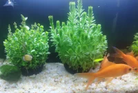 子非魚，安知魚之樂？不要拿自己的經驗和認知去評判別人。配圖