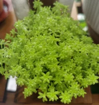 照顧一下我的花花草草們。周末愉快呀。?配圖