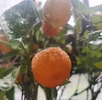 照顧一下我的花花草草們。周末愉快呀。?配圖