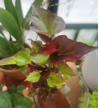 照顧一下我的花花草草們。周末愉快呀。?配圖