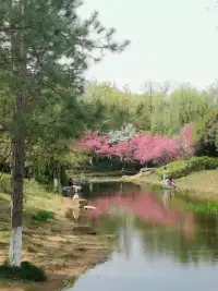 看花看樹看風(fēng)景，人間值得。?配圖