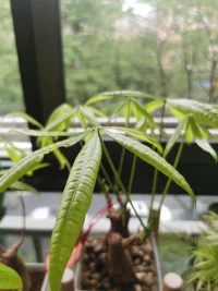 修剪了舊枝，才會冒出新芽。情緒垃圾也需要定期清理。?配圖
