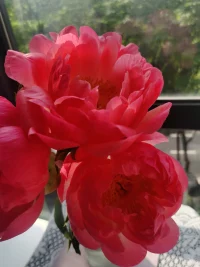 芍药可太太太热烈了，热烈到让人感觉不真实。配图