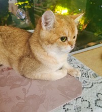 美女小猫已上线，欢迎云养猫。哈哈。配图