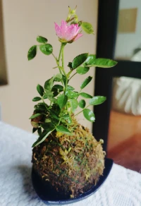 讓自己快快樂樂的生活，才最有意義。?配圖