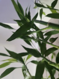 ❤卓别林：当我开始真正爱自己
❤当我真正开始爱自己，我才意识到，所有的痛苦和情感的折磨，其实只是在提醒我：活着不要违背自己的本心。今天，我明白了，这叫做「真实」。
❤当我真正开始爱自己，我才懂得，把自己的意愿强加于人，是多么的冒犯无礼。即使我知道，时机尚未成熟，那个人也并未做好准备，即便那个人就是我自己。今天，我明白了，这叫做「尊重」。配图