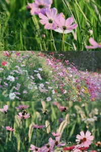 ❤#关于爱自己真的容易嘛～

被别人喜欢是一件简单的事情，
你只需要打理好外貌和身材，

说出得体或者有趣的话，
在人前表示出对他们的关心，
聆听他们的话语，关注他们的需求，

并展示出可以满足他们欲望的能力。
如此，大概率上都能实现一段时间的被爱。

而爱自己太难了，
要面对自己每一次的脆弱、
不堪、犹豫、恐惧。

要接纳自己的缺点，
要仔细聆听内在的伤痛，
要细腻呵护每一个伤口，

要真真实实的面对自己的
每一次情绪波动和内在冲突。

要无时无刻的链接自己，关注自己，
要随时回到内心世界适当的陪伴自己。
这些功课需要细致而耐心，长期而持续。

所以，爱自己永远是最值得也是最难的，被别人爱容易收到反馈，也会因此耽溺而忘记内求。

爱自己，于不足处，
于不堪处，于细微处。

爱自己，当下此刻就开始。
更多的享受与自己相处模式
才能真正的找到爱自己的方式

而并非仅仅物质上的满足。配图