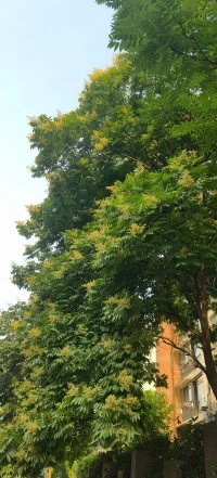 菩提树开花了，愿你心想事成，所得皆所愿。❤