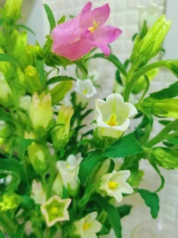 扛得住涅槃的痛，才能享受重生的美。早。❤