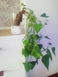 绿色是生命力的代表，是情绪的解药。❤发了芽的番薯索性就养起来，养成绿植。其实人生有很多种活法，就看你怎么选择和变通。