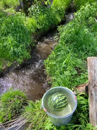 楊梅季來了。夏日鄉村,藏著質樸生活里的靜好。? ???配圖